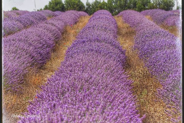 Campos de lavanda