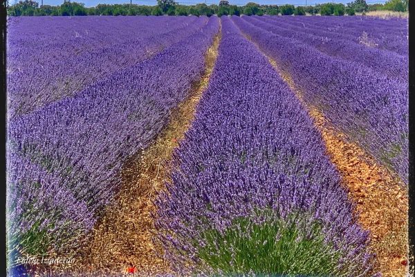 Campos de lavanda