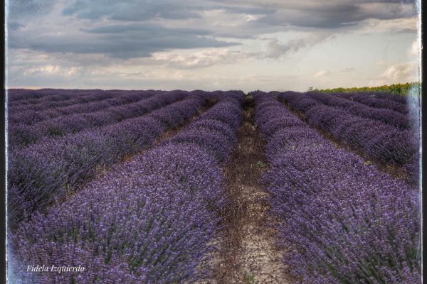 Campos de lavanda