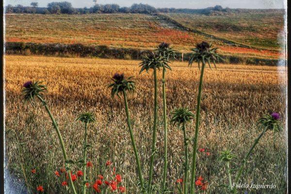 Paisajes de Campo