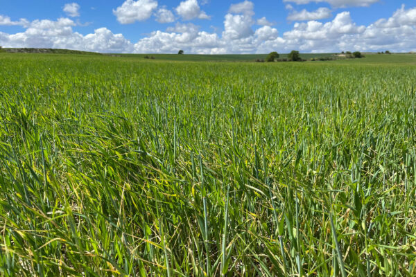 Campos de Valoria