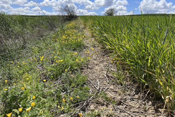 Campos de Valoria