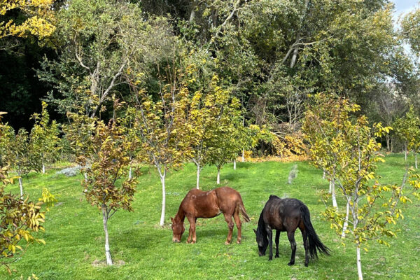 Campos de Valoria