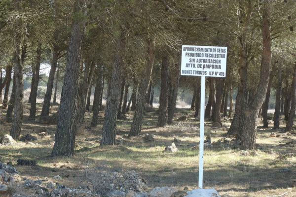 Acotado micológico en el Monte Torozos (U.P. 415)