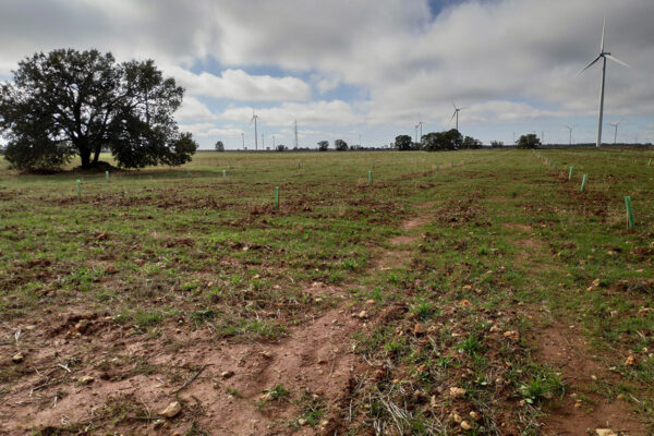 Plantación Trufera