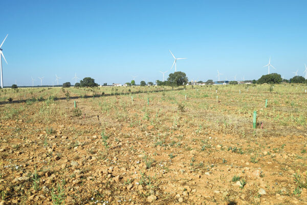 Plantación Trufera