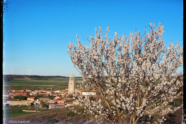 primavera