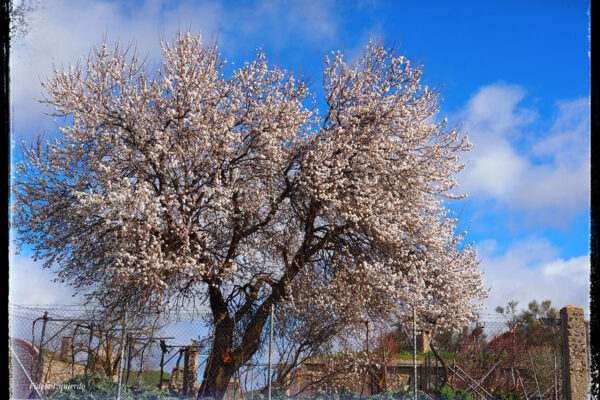 primavera