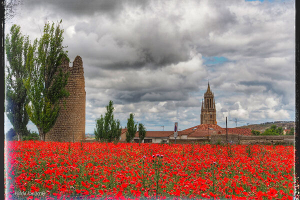 primavera